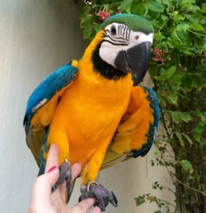 Blu/ Male