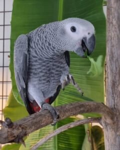 Ella/ Female
