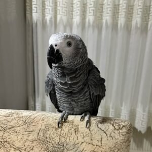 Hank/ Male