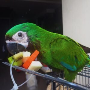 Ivy/ Female