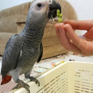 Pancy/ Female