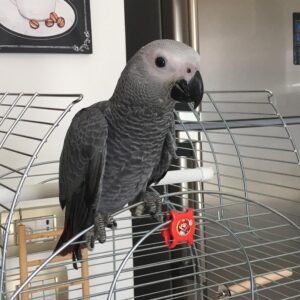 Robert/ Male