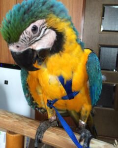 Veron/ Female